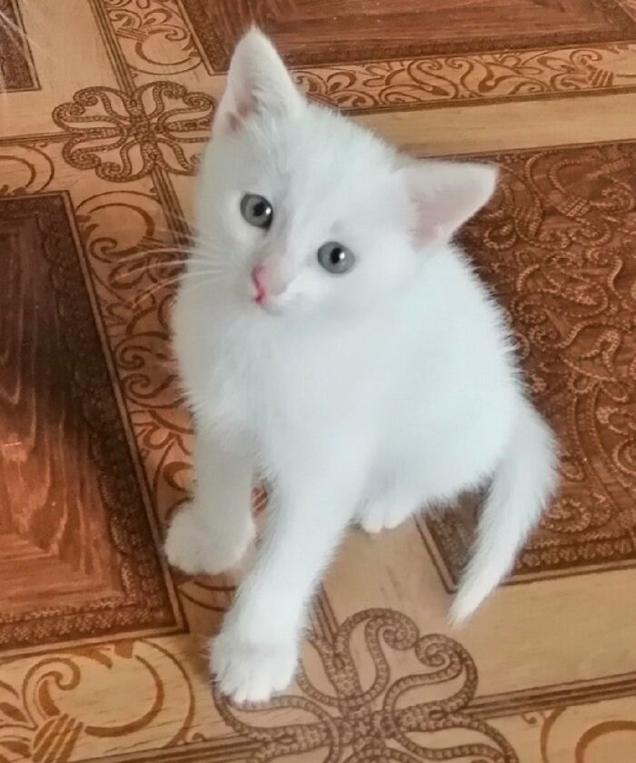 Tiny White Kitty Taking Over Hearts
