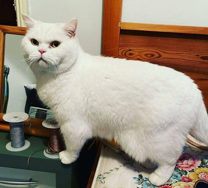 Cute Cat Doing Cute Cat Things