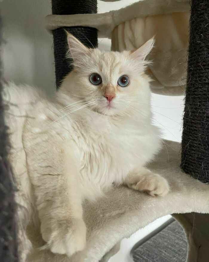 White Cat Alert: Dangerously Cute