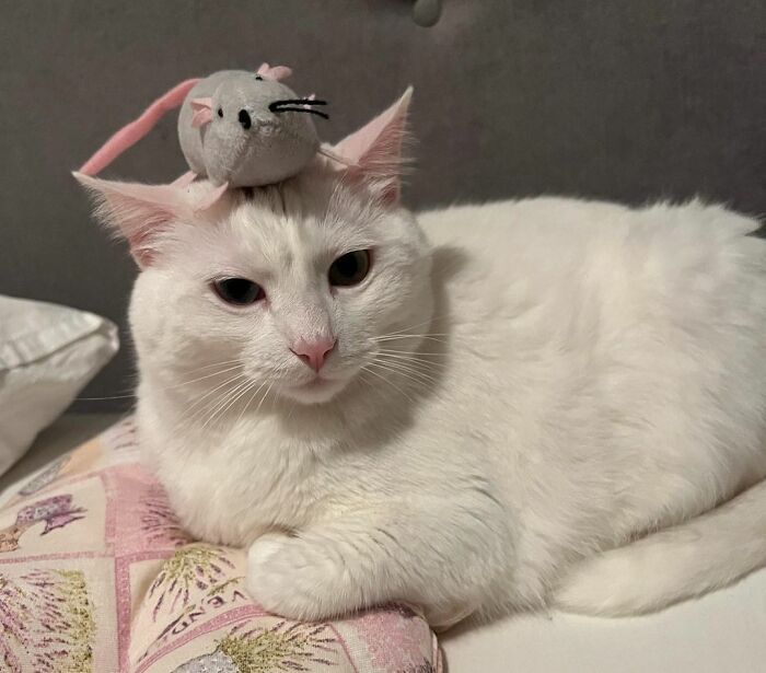 Wait, Have You Ever Seen White Cats This Adorable?