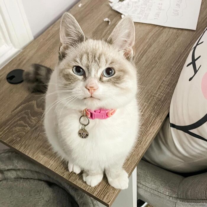 Wait, Have You Ever Seen White Cats This Adorable?