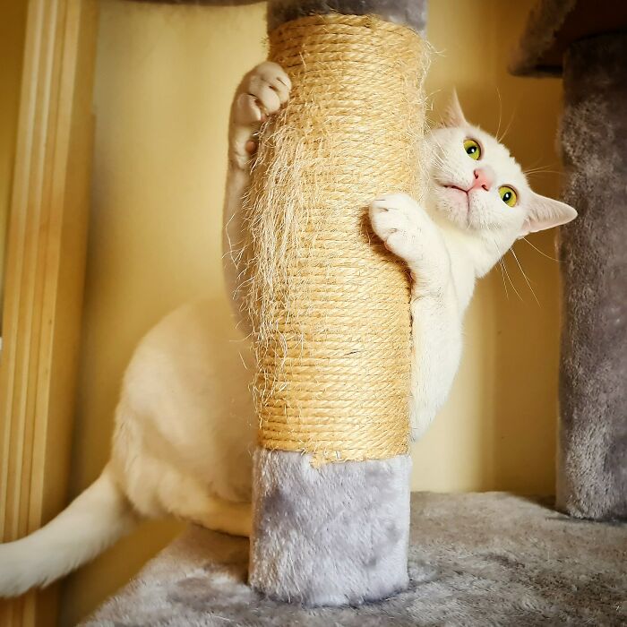 Wait, Have You Ever Seen White Cats This Adorable?