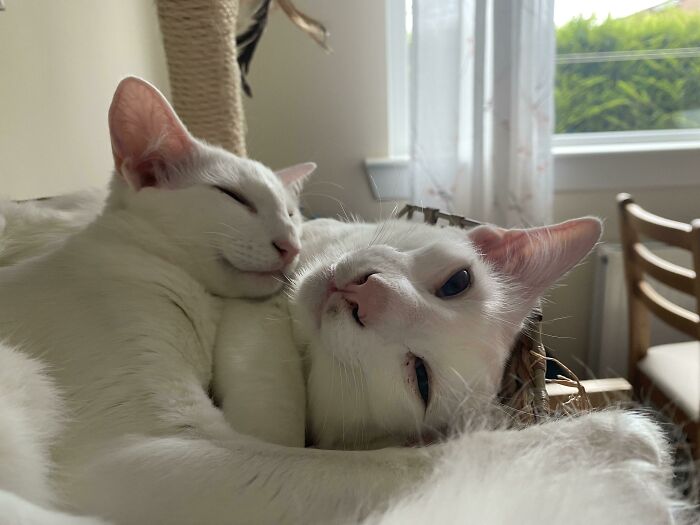Wait, Have You Ever Seen White Cats This Adorable?