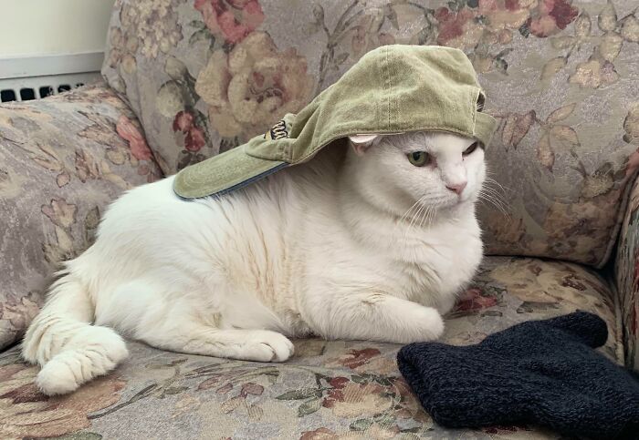 Wait, Have You Ever Seen White Cats This Adorable?