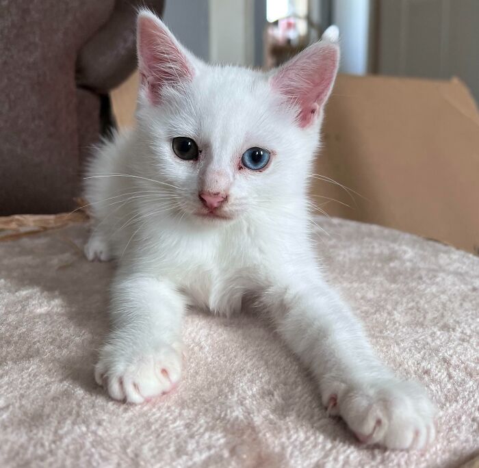 Wait, Have You Ever Seen White Cats This Adorable?