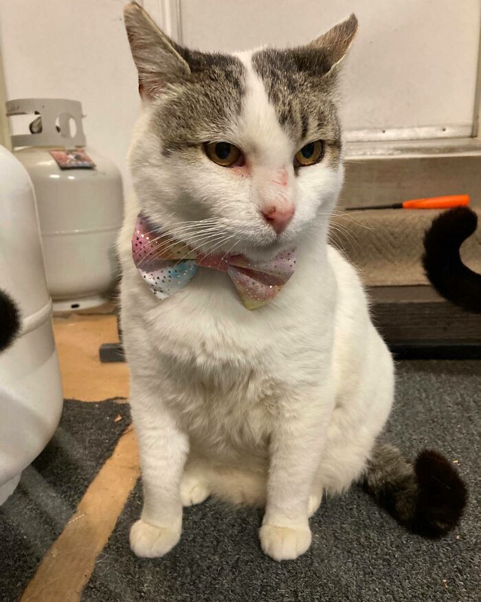 Wait, Have You Ever Seen White Cats This Adorable?