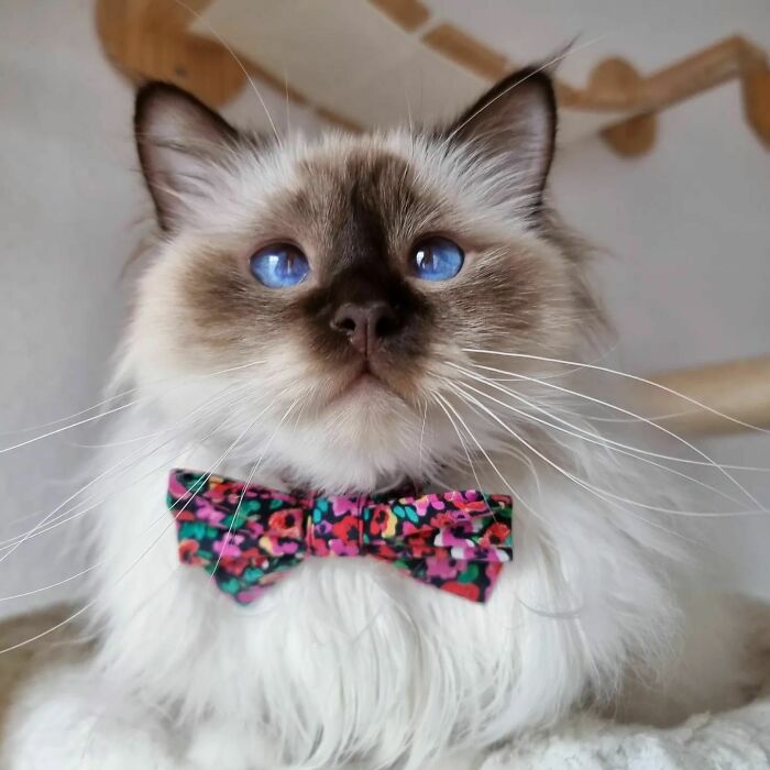 Wait, Have You Ever Seen White Cats This Adorable?