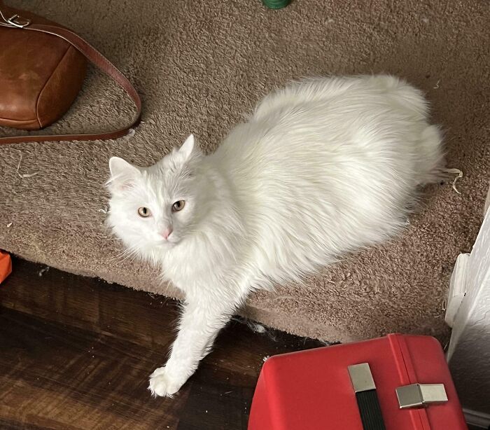 Wait, Have You Ever Seen White Cats This Adorable?