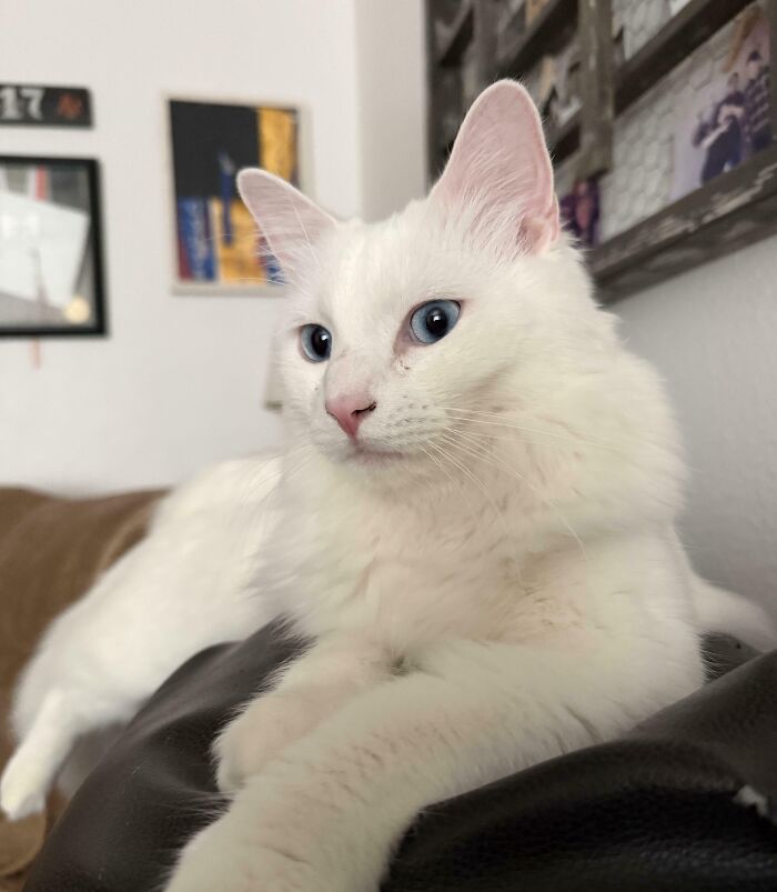 Wait, Have You Ever Seen White Cats This Adorable?