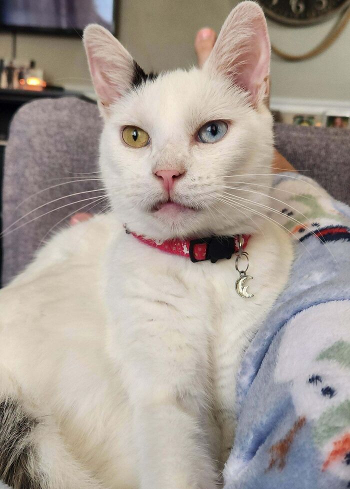 Wait, Have You Ever Seen White Cats This Adorable?