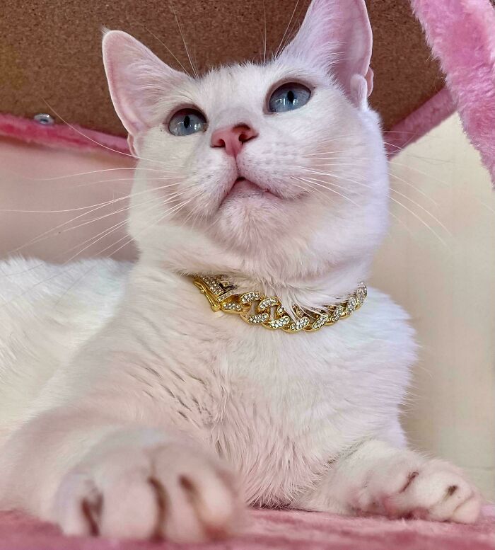 Wait, Have You Ever Seen White Cats This Adorable?
