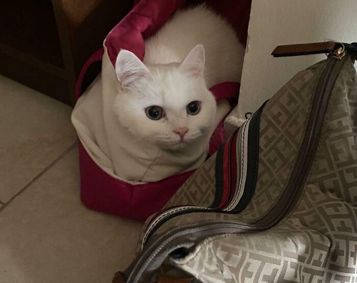 Wait, Have You Ever Seen White Cats This Adorable?