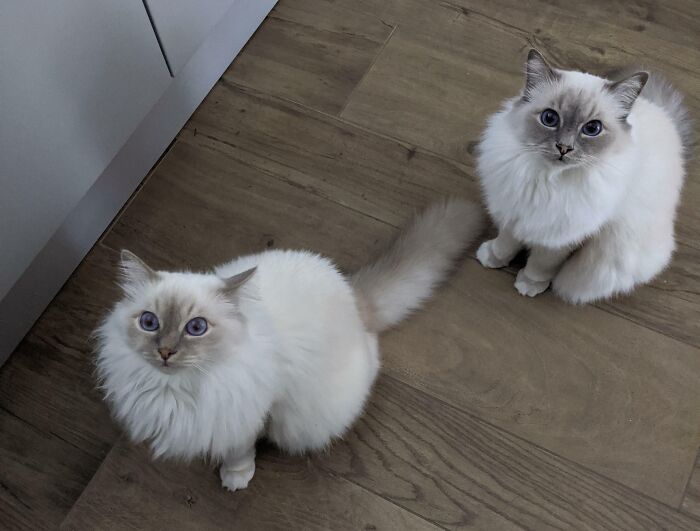 Wait, Have You Ever Seen White Cats This Adorable?