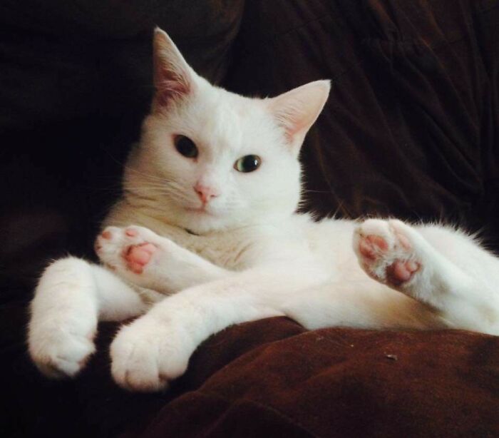 Wait, Have You Ever Seen White Cats This Adorable?
