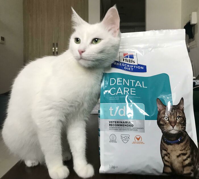 Wait, Have You Ever Seen White Cats This Adorable?