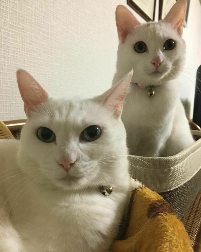 Wait, Have You Ever Seen White Cats This Adorable?