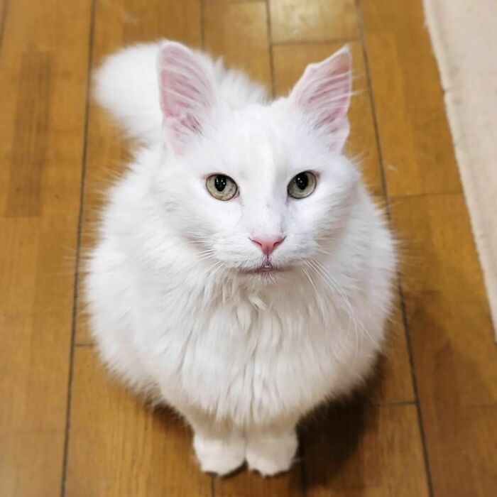 Wait, Have You Ever Seen White Cats This Adorable?