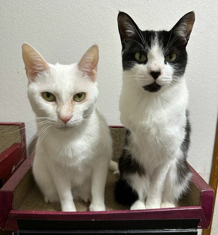 Wait, Have You Ever Seen White Cats This Adorable?