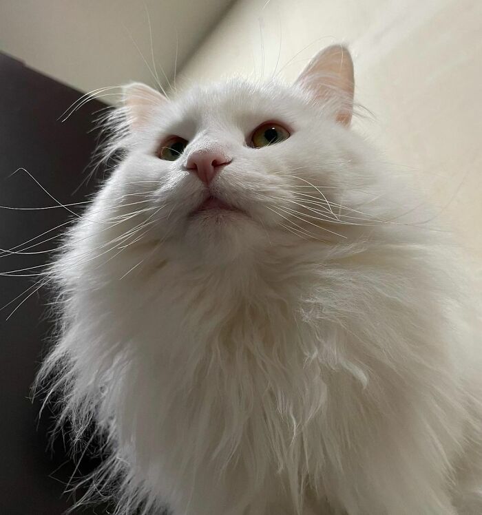 Wait, Have You Ever Seen White Cats This Adorable?