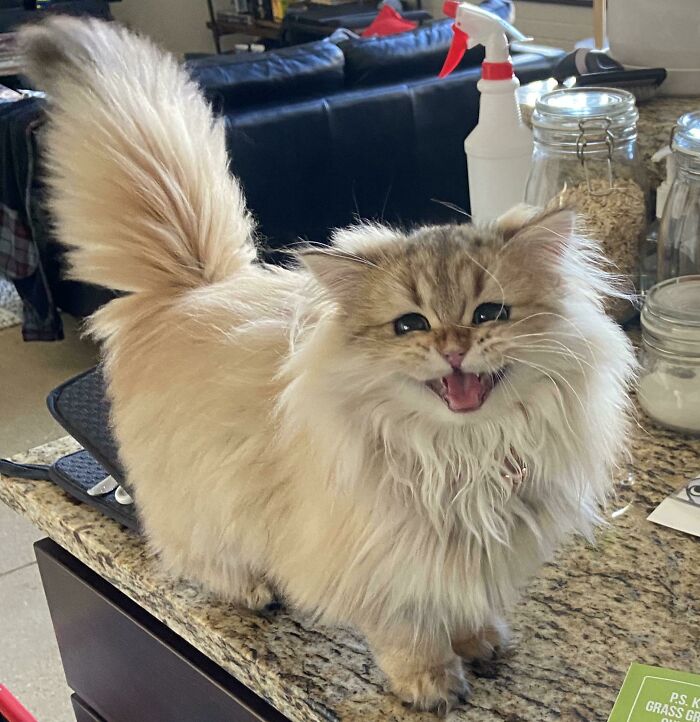 Wait, Have You Ever Seen White Cats This Adorable?