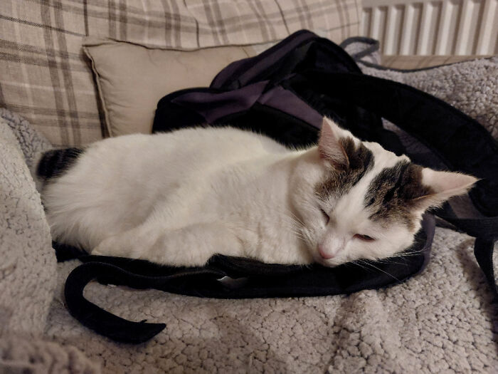 Wait, Have You Ever Seen White Cats This Adorable?