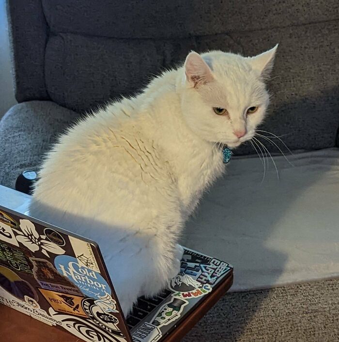 Wait, Have You Ever Seen White Cats This Adorable?