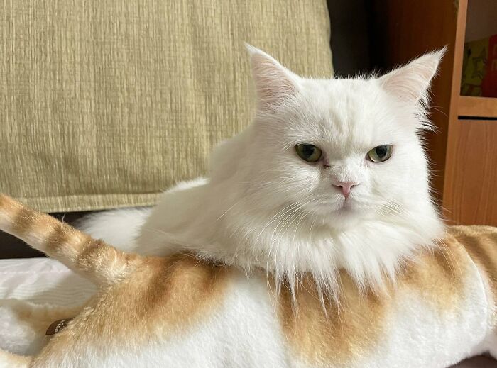 Wait, Have You Ever Seen White Cats This Adorable?