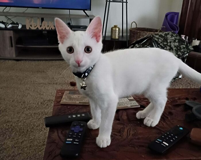Wait, Have You Ever Seen White Cats This Adorable?