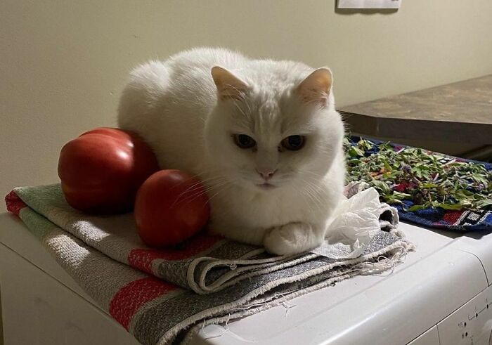 Wait, Have You Ever Seen White Cats This Adorable?