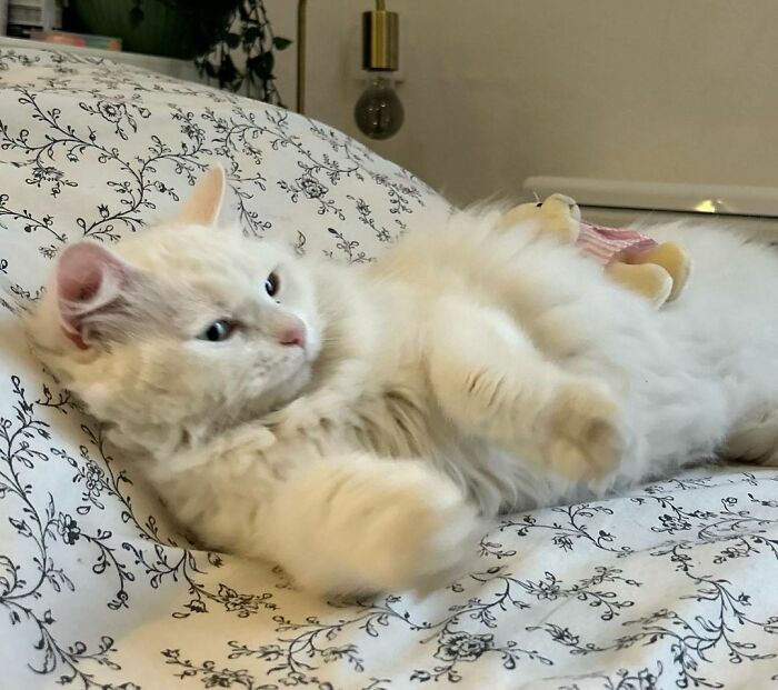 Wait, Have You Ever Seen White Cats This Adorable?