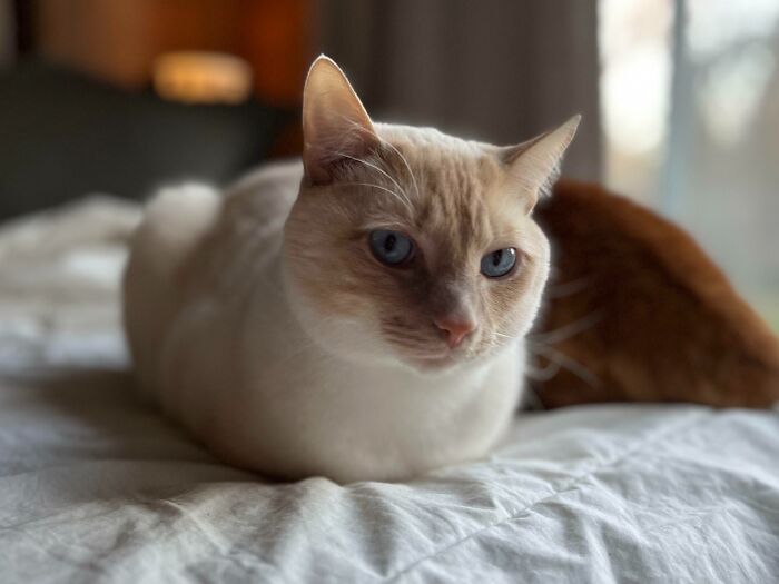 Wait, Have You Ever Seen White Cats This Adorable?