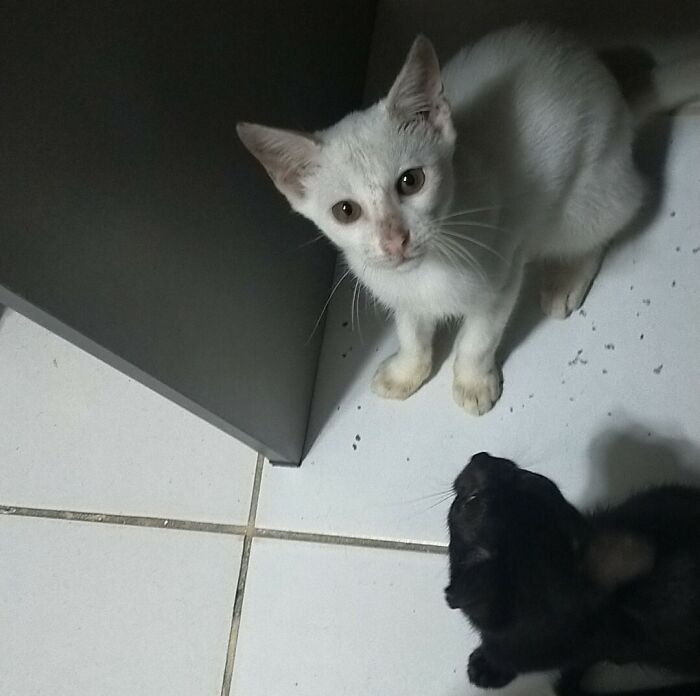 Wait, Have You Ever Seen White Cats This Adorable?