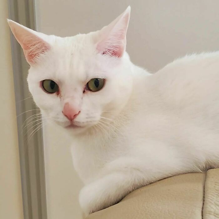 Wait, Have You Ever Seen White Cats This Adorable?
