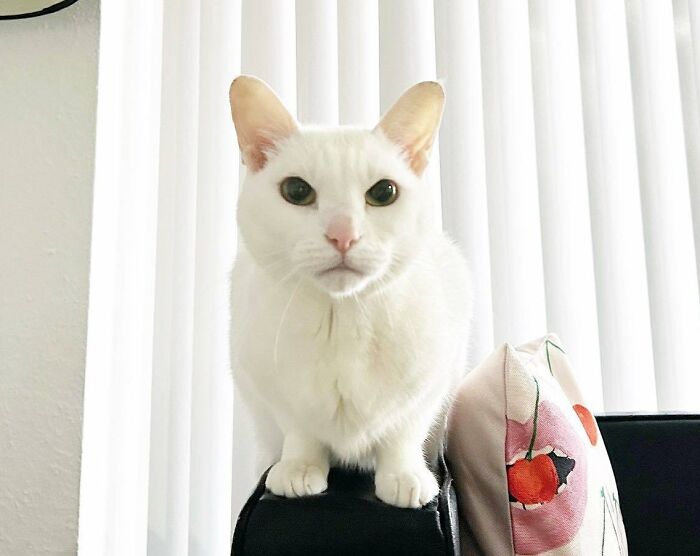 Wait, Have You Ever Seen White Cats This Adorable?
