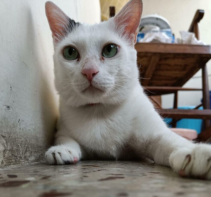Wait, Have You Ever Seen White Cats This Adorable?