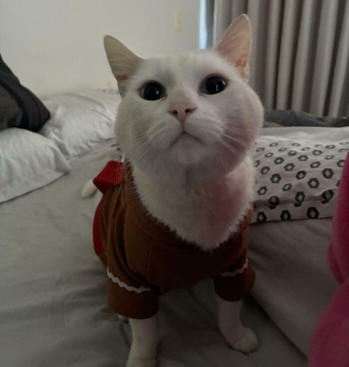 Wait, Have You Ever Seen White Cats This Adorable?