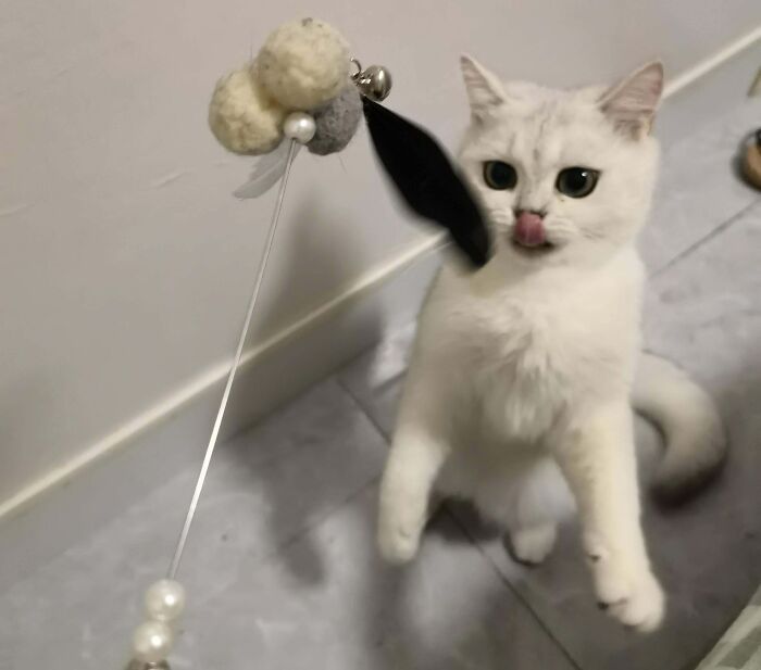 Wait, Have You Ever Seen White Cats This Adorable?