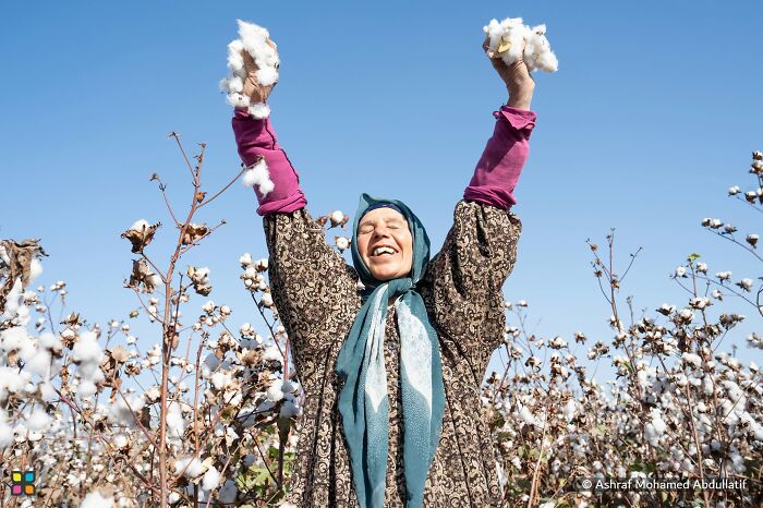 Cotton Queen Strikes A Pose By Ashraf Mohamed Abdullatif