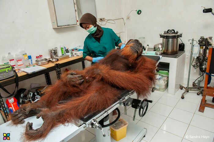 Meet Angelo: The Orangutan Survivor By Sandra Hoyn