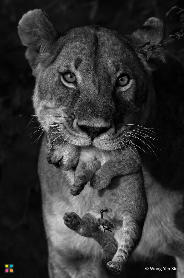 Mama Lion’s Baby Taxi By Wong Yen Sin