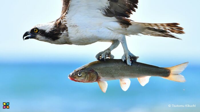 Epic Fish Fight Escape By Tsutomu Kikuchi