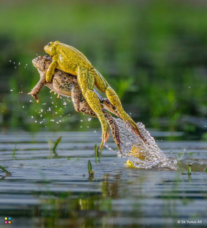 Frog Jump Fail But Still Cool By Sk Yunus Ali