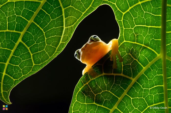Peekaboo Glass Frog By Dikky Oesin