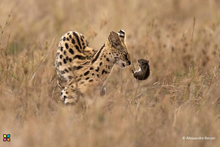 Savannah Sneak Attack By Alessandro Beconi