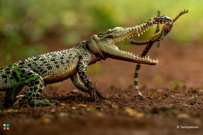 Croc VS Lizard: The Showdown By Tantoyensen