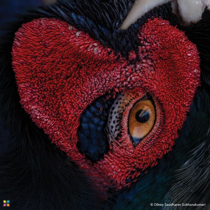 Heart-Eye Pheasant Up Close By Dileep Sasidharan Sobhanakumari
