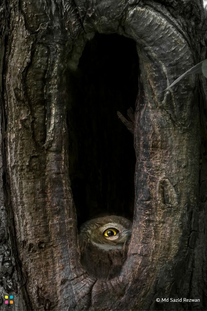 Owl’s Watchful Stare By MD Sazid Rezwan