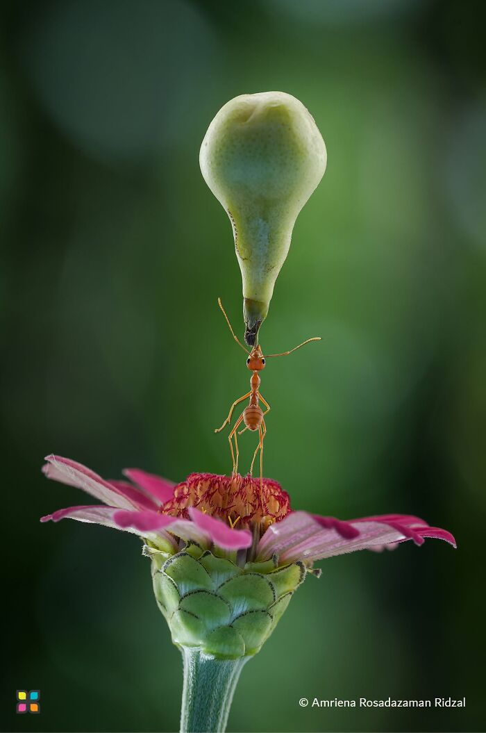 Tiny Ant Lifts Big Fruit By Amrijena Rosadzaman Ridzal