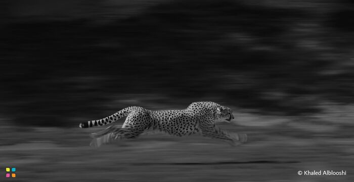 Speed Demon Cheetah By Khaled Alblooshi