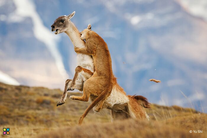 Puma’s Almost Catch By Yu Shi